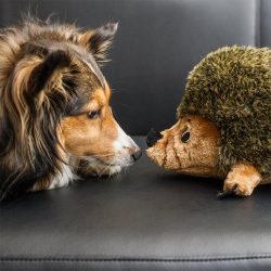 ⁦קיפוד חום  Outward⁩ – תמונה ⁦2⁩