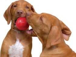 ⁦קונג כדור קלאסי אדום KONG⁩ – תמונה ⁦2⁩