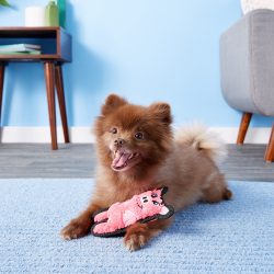 ⁦חזרזיר בלתי מנוצח Outward⁩ – תמונה ⁦2⁩