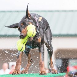 ⁦קונג עצם סקוויקר גדולה Kong⁩ – תמונה ⁦2⁩
