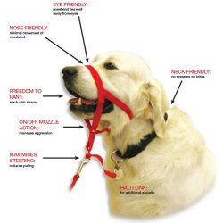 ⁦האלטי קולר פה לאילוף כלבים מידה 2 Halti⁩ – תמונה ⁦3⁩