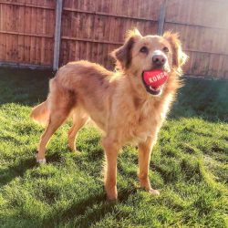 ⁦קונג כדור סיגנאצ'ור בינוני KONG⁩ – תמונה ⁦2⁩