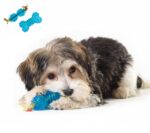 ⁦ערכת אורקה מיני 2 ב-1 Petstages⁩ – תמונה ⁦3⁩