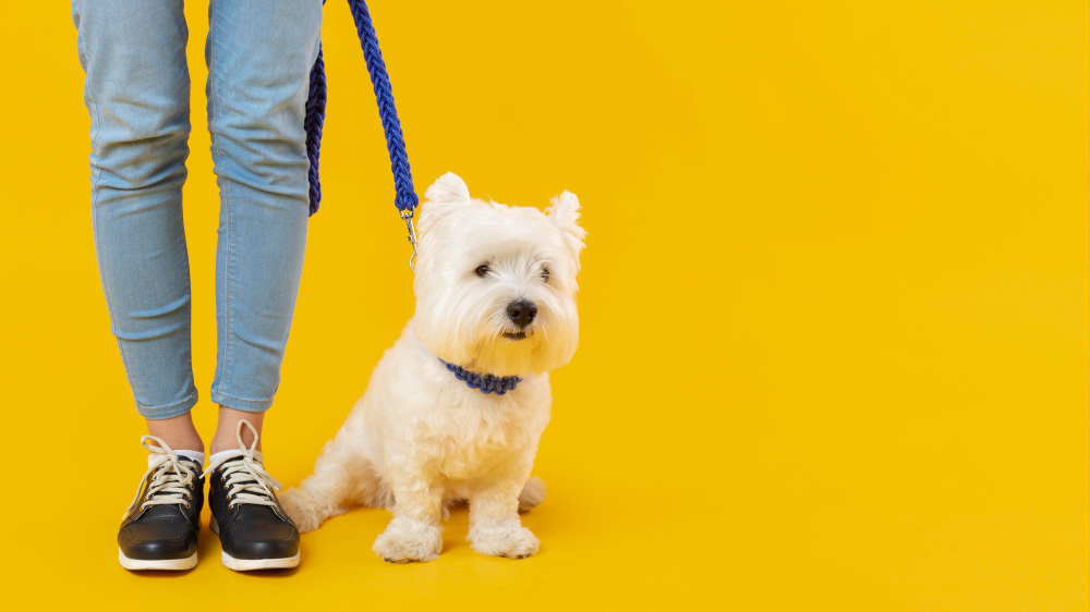 קולר לכלב, קולר חנק לכלב, קולר אילוף לכלב, קולר לכלב בהזמנה אישית, קולר מעור לכלב, קולרים מיוחדים לכלבים, קולר שם לכלב, קולר סרסטו לכלב מחיר | ג'ונגל קלאב